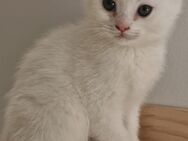 Ein kleiner Prinz sucht ein liebevolles Zuhause – Britisch Kurzhaar Kater in Weiß mit viel Herz - Hagen (Stadt der FernUniversität)