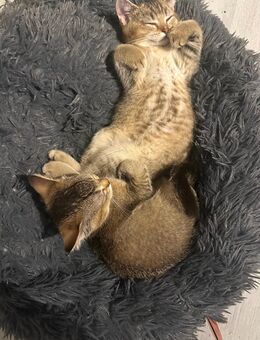Bkh kitten mit Stammbaum - Gelsenkirchen