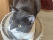 Katzen suchen neues Zuhause - Pinneberg Zentrum