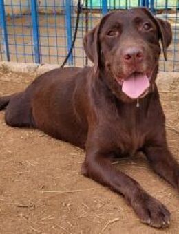 Bonny - unerfahrene, liebe Hundedame - Freudenstadt