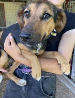 Barcelona sucht ein eigenes Körbchen - Linden (Hessen)