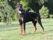 Roy❤️sucht Pflege- oder Endstelle - Rott (Inn)