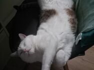 Katze sucht ein neues Zuhause - Weitramsdorf