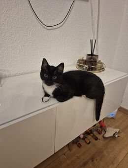 Bengal EKH Mix Suchen ein Liebevolles Zuhause - Reichshof