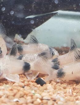 Corydoras Panda - Pandapanzerwels - Sulingen Zentrum
