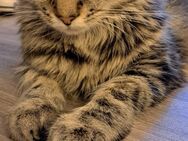 Maine Coon Mix Katze 7 Monate - Dillingen (Saar)