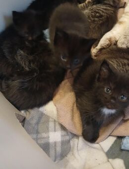 5 xxl maine coon mix kitten schwarz grau Teddybärchen - Bad Kissingen