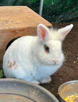 Zwergkaninchen Löwenkopf - Köln