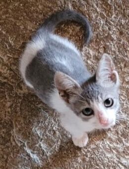 Findelkind Findus sucht sein Glück - Bergkirchen