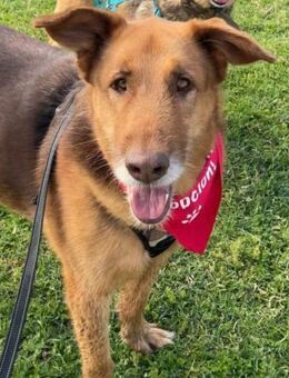 Eco ist so gutmütig und superlieb... - Laatzen