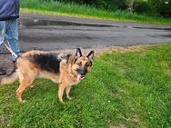 Rottweiler Mix hündin und schäferhund teddy abzugeben - Wendorf