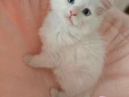 Reinrassige Maine Coon Katzen - Frankfurt (Main)
