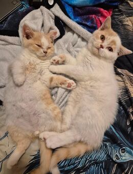 2 hübsche bkh kitten kater - Hennef (Sieg)