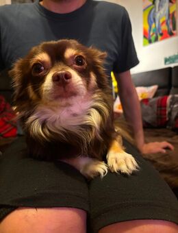 Chihuahua Rüde - Regensburg