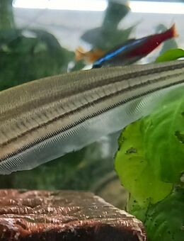 Grüner Messerfisch - Hohenroth