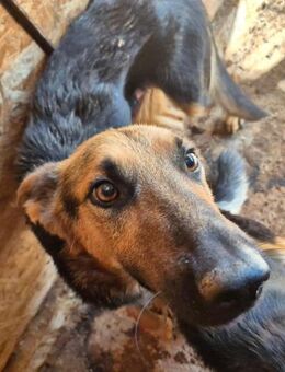 Emil sucht seine Menschen 🐾 - Elsdorf (Nordrhein-Westfalen)