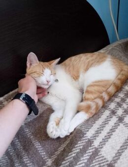 Katzenmädchen SUNNY sucht ♥️ - München