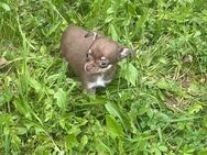 Süße Chihuahua Welpen suchen als letztes ihr Traum zuhause - Seßlach