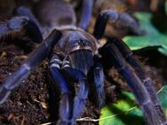 Vogelspinne Chilobrachys dyscolus blue - Kernen (Remstal)