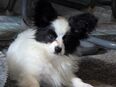 Papillon Bube sucht 4 ever Familie in 75050