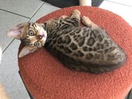 Bengal Kätzchen Reinrassig Abgabebereit Charcoal mit Champion Linie - Werther (Westfalen)