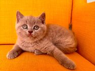 4 wunderbare BKH Kitten - Bad Vilbel