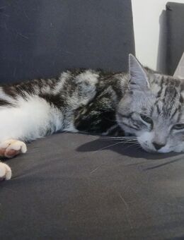 Maine coon mix - Kleines Wiesental
