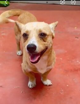 ❤️🐾 SUNNY-LEVI, ca. 3Ja, lustig+witzig - Eichendorf