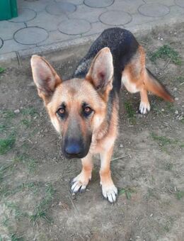 Trudy von kettenlos - Bollingstedt