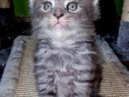 Blue Mainecoon kitten, reinrassig - Scheinfeld