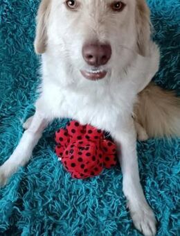 Morrison freundlicher Golden Retriever - Remagen