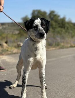DANTE2 liebt aktive spannende Abenteuer! - Geilenkirchen