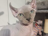 Sphynx-Kitten - Regensburg