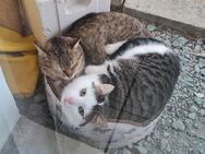 2 Katzen suchen ein Zuhause auf einem Bauernhof - Villmar (Marktflecken)