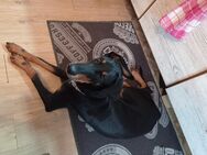 Dobermann, Labrador -Doberdor Welpe - Hamm (Sieg)