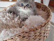 3 traumhafte BKH und BLH - Kitten - Aalen