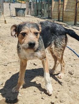 Sid von kettenlos - Bollingstedt