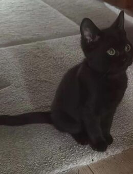 Wunderschöne reinrassige BKH Kitten - Singen (Hohentwiel)
