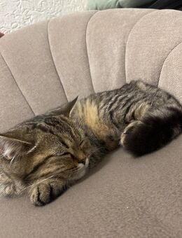 BKH KITTEN WEIBCHEN 2 - Marl (Nordrhein-Westfalen)