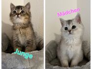 Wunderschöne BKH Kitten - Heusweiler