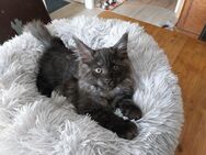 Kuschelige reinrassige Maine Coon Kitten - Nuthe-Urstromtal