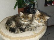 Main coon mix Kitten - Kirchberg (Sachsen)