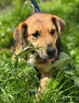 Lustiger Kongo - Ellerbek