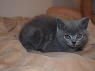 BKH Kitten - Villingen-Schwenningen