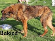 Bakica - Hundeomi mit viel Charme - Kissing