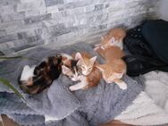Babykatzen abzugeben - Marpingen