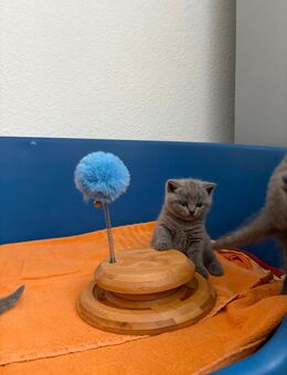 BKH Kitten mit Stammbaum - Bayreuth