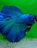 Kampffisch Männchen, Double Tail blau in 97618