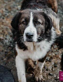 Mausi ist bereit für ihre neue Familie! - Spenge