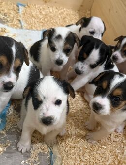 Unser Parson Russell Terrier Wurf ist da! - Schloß Holte-Stukenbrock
